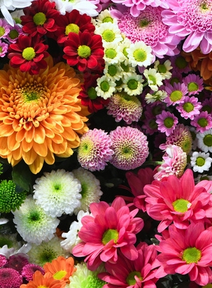 assortment of colorful flowers