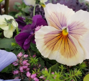 close up of potted flowers