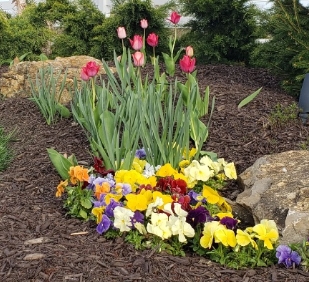 tulips and other colorful flowers in a garden bed
