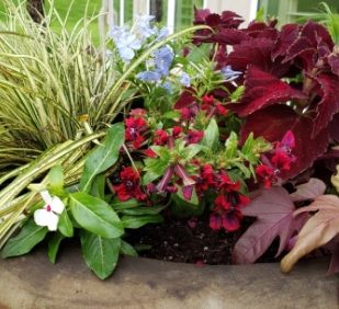 potted flowers and greenery