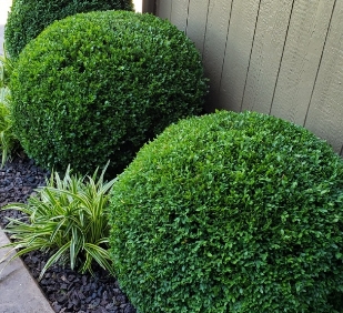 manicured round boxwoods