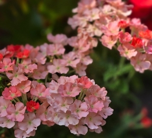 close up of white and pink flowers